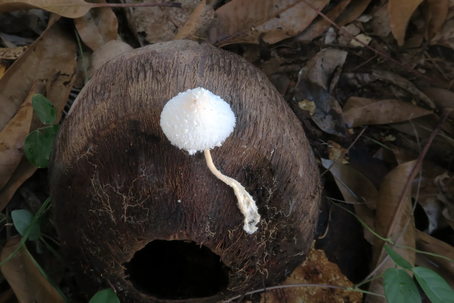 Leucocoprinus cretaceus - 1 - IMG_1980